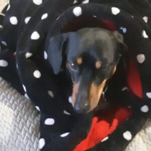 Dog Bed, Snuggle Bed, Warm Dog Bed, Dog Sleeping Bag