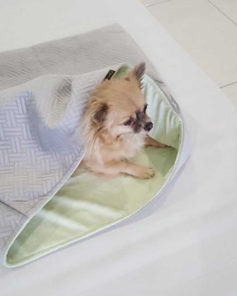 Dog Snuggle Bed, Dog Bed, Cave Dog Bed, Whippet's Bed. Happys Doggy Beds